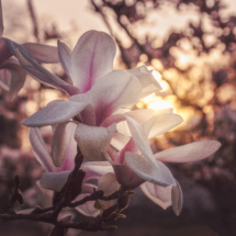 Magnolias Soleil